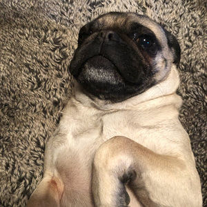 Meet your Posher, Annie